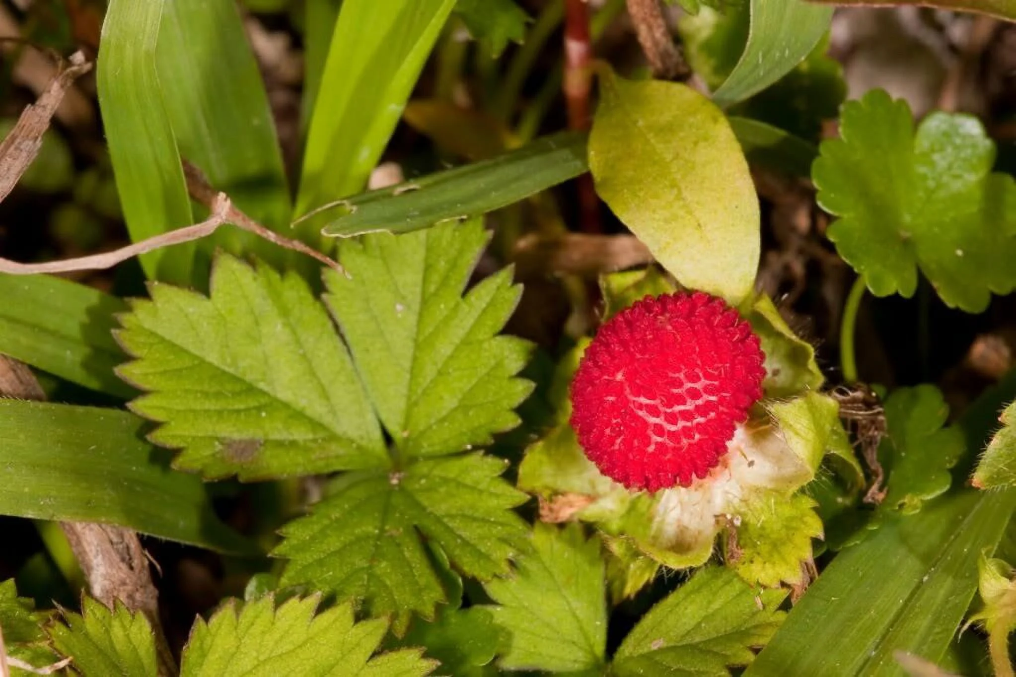 50 Indian TUTTIFRUTTI STRAWBERRY Duchesnea Indica Flower Berry Seeds *Comb S/H