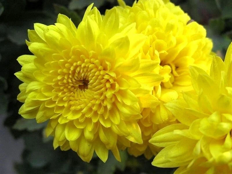 500 YELLOW CHRYSANTHEMUM Morifolium Flower Seeds *Comb S/H