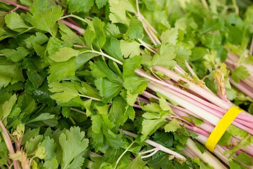 50 Pink Celery Seeds Chinese Apium Graveolens Heirloom Non GMO