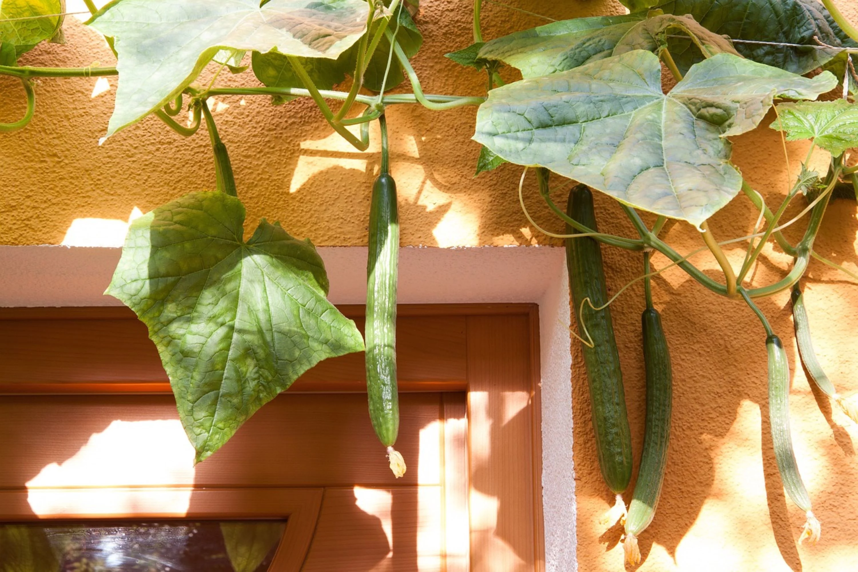 Cucumber Spacemaster Seeds/ Annual/ Full Sun/ 960 Seeds 1 oz/ Zellajake Farm and Garden - B323