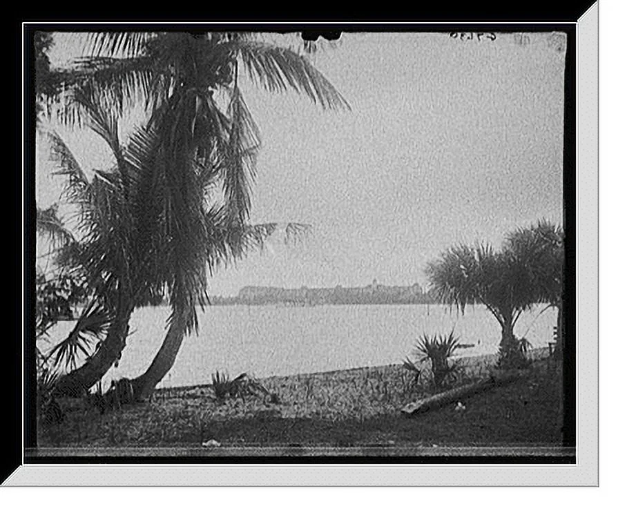 Historic Framed Print, [The Royal Poinciana from Lake Worth, West Palm Beach, Fla.], 17-7/8