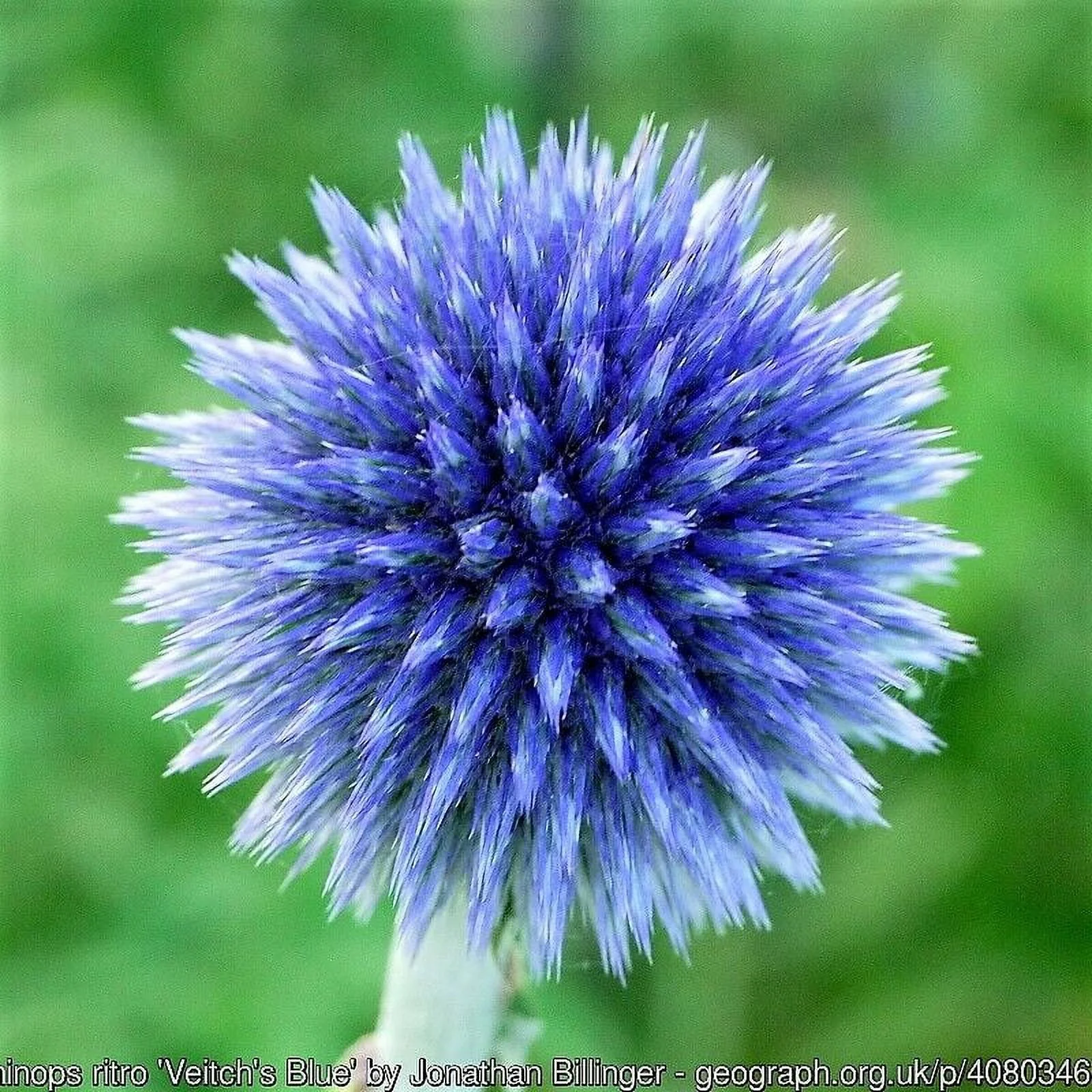 25 Blue GLOBE THISTLE Echinops Ritro Southern Globethistle Flower Seeds