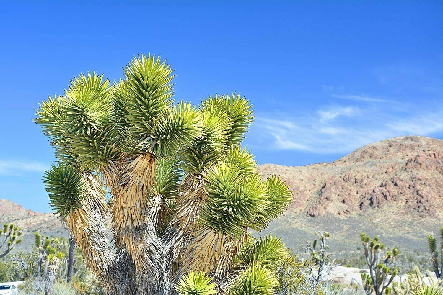 10 Joshua Tree Seeds to Grow Highly Prized Joshua Tree
