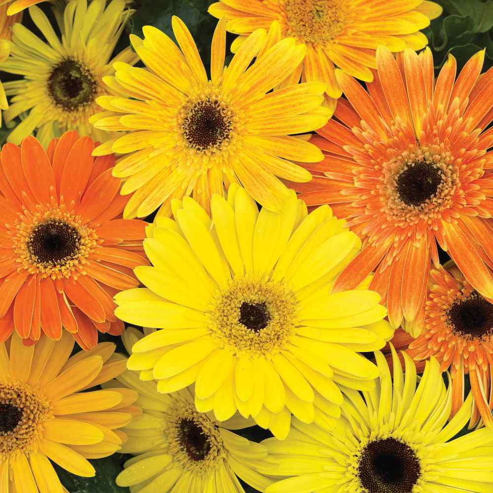 Gerbera Daisy Jaguar Fire Dark Eye Flower Seed Mix - 20 Seeds