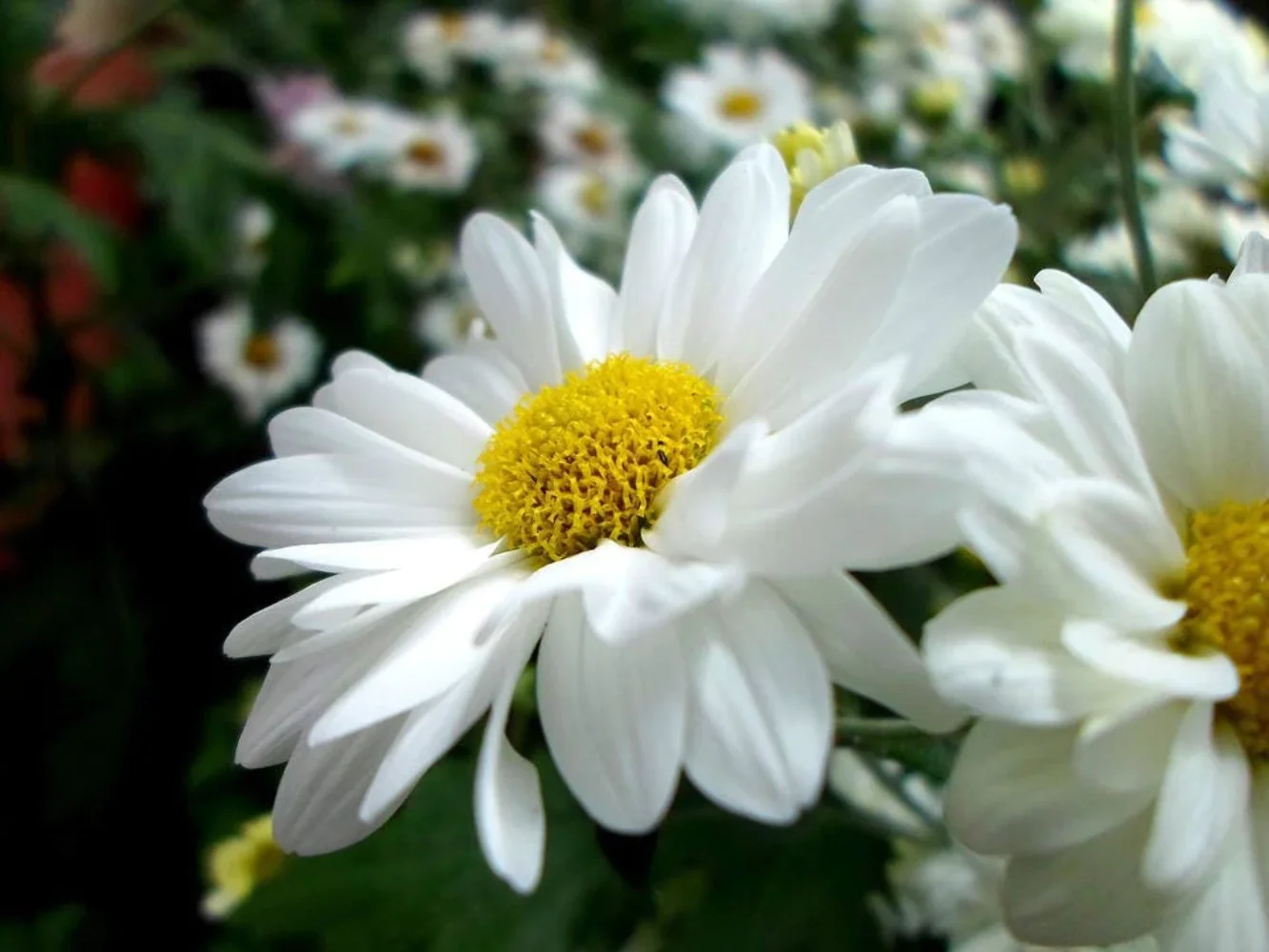 1000 DWARF White SHASTA DAISY Chrysanthemum Maximum Flower Seeds