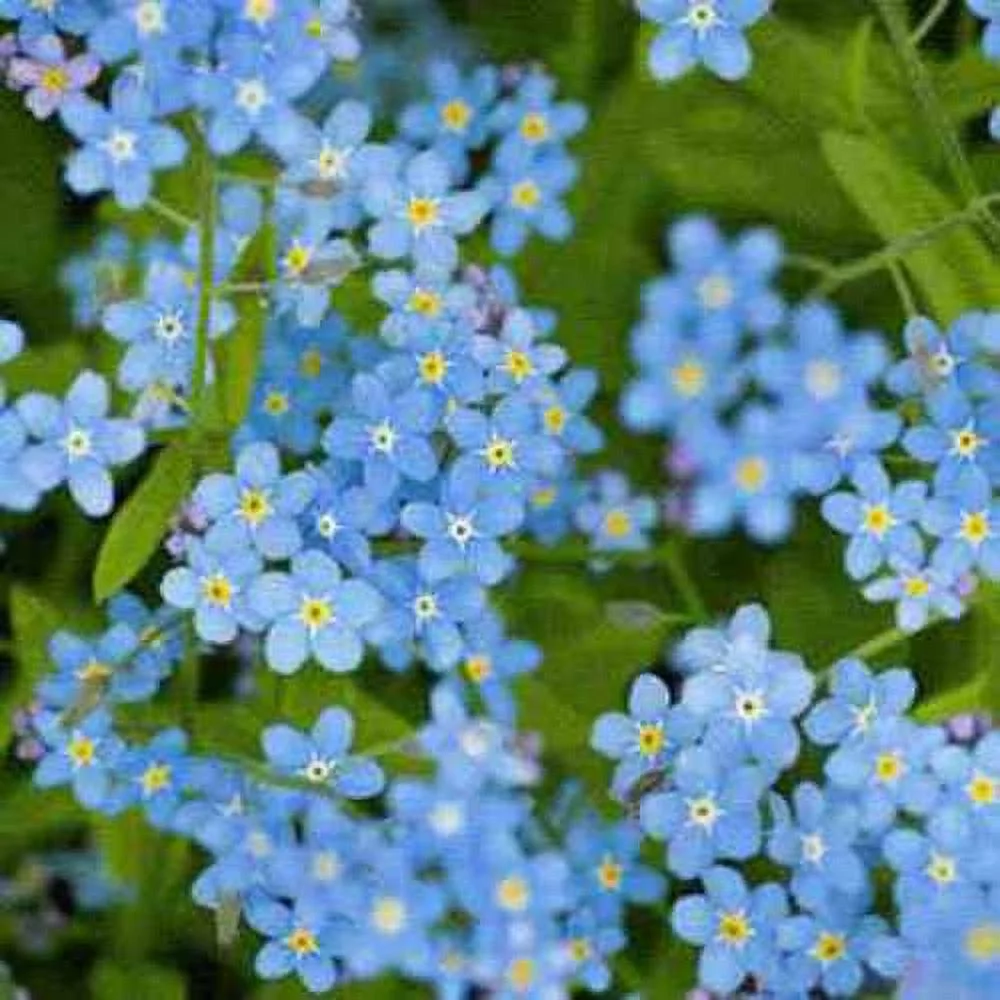 Chinese Forget Me Not Seeds - Cynoglossum Amabile Flower Seed - 5 LBS