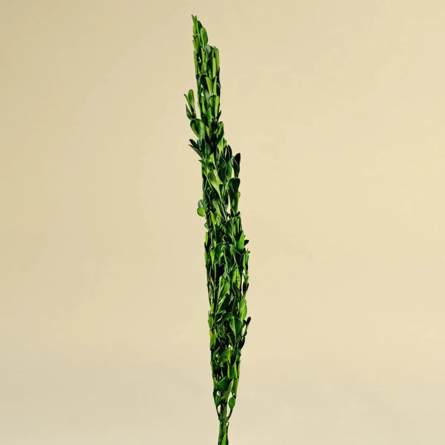 Raw Sola Wood Flowers - Centerpiece/Vase/Pot/Bouquet Fillers - -Boxwood Greenery