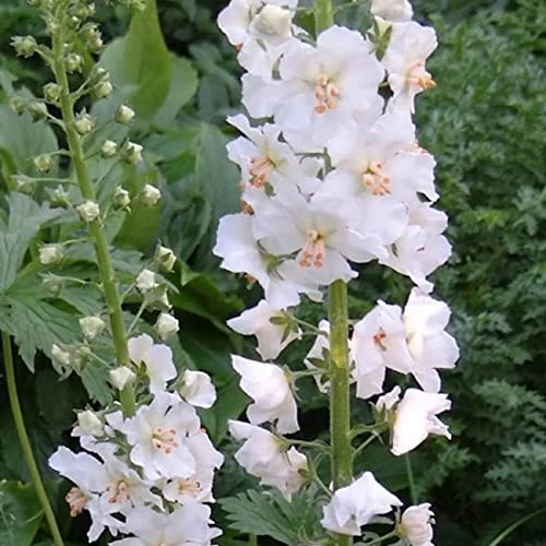 CHUXAY GARDEN White Verbascum Thapsus-Great Mullein,Common Mullein 50 Seeds Great Hairy Biennial Plant Long-Lived Certified Organic Open Pollinated Herb Seeds for Planting Low-Maintenance