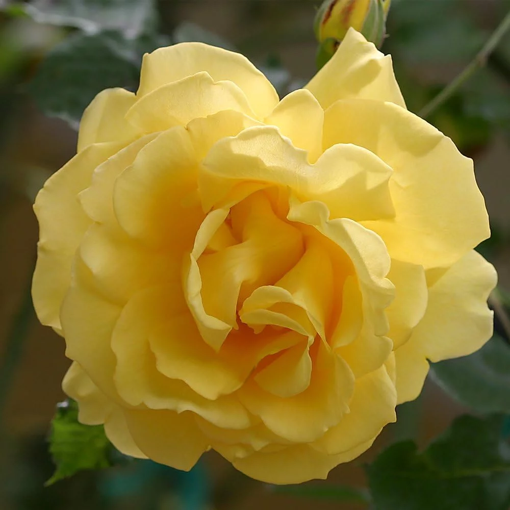 Roses Climbing Rose Bush - CL Gold Badge Live Yellow Plant for Outdoor Planting
