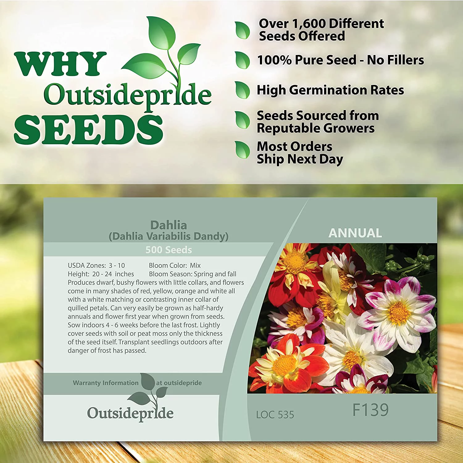 Outsidepride Dahlia Dandy Flower Seed Plant Mix - 1000 Seeds