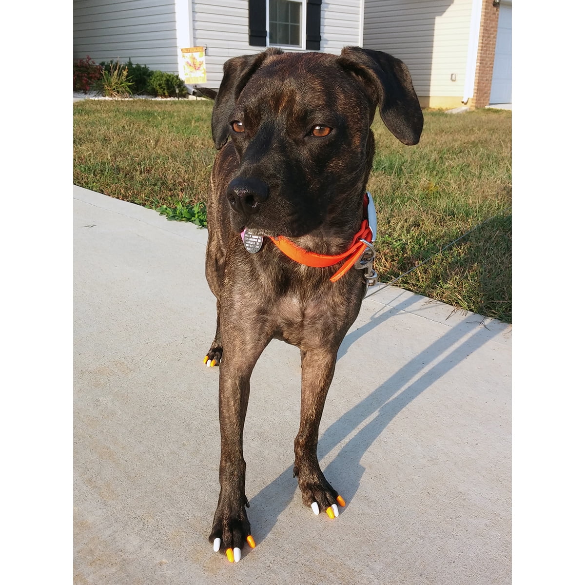 6 Month Supply - Purrdy Paws Ultra Glow Soft Nail Caps for Medium Dog Nails Pet Claw Care