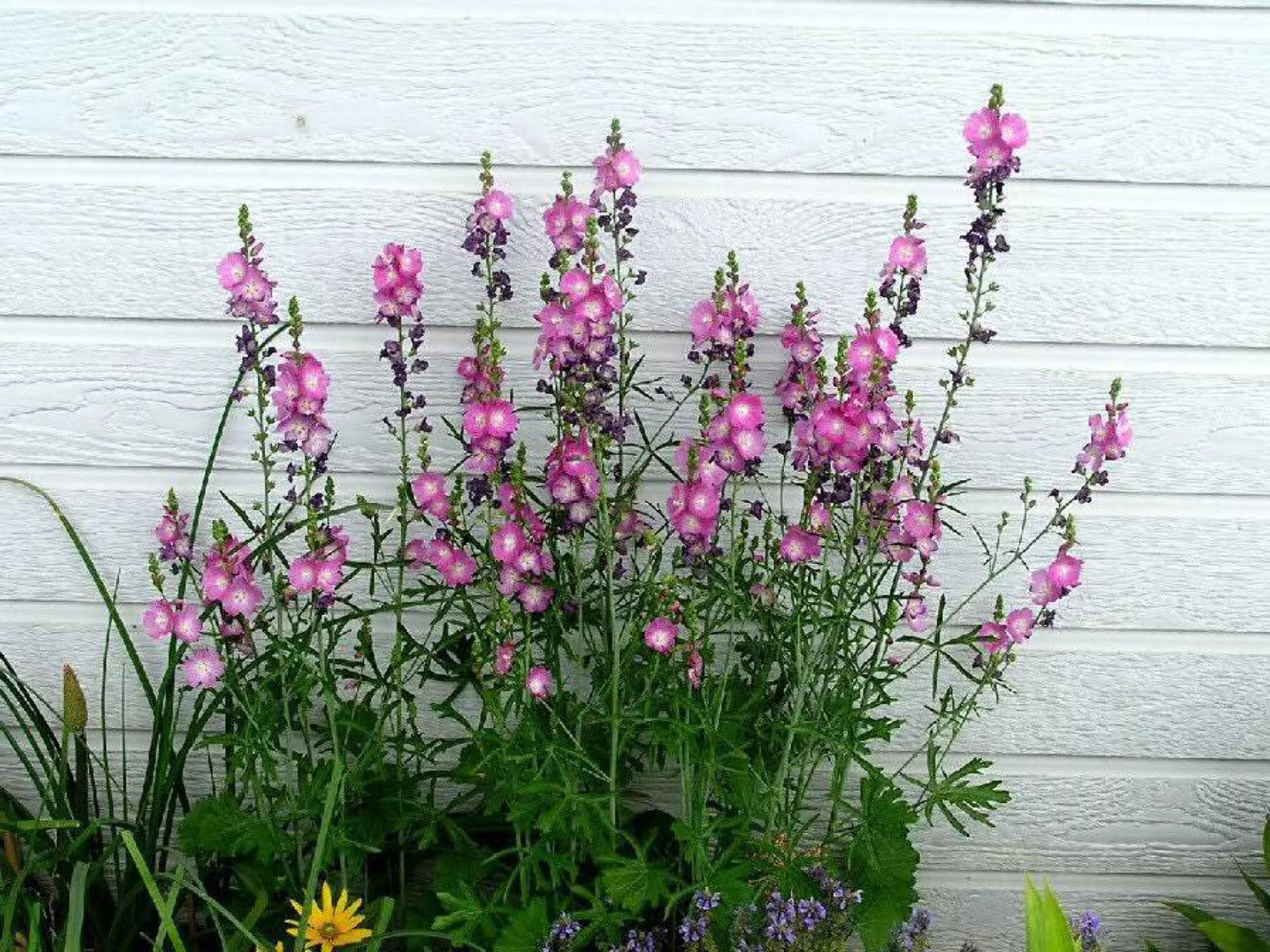 50 PINK CHECKERMALLOW Sidalcea Hendersonii Henderson's Checkerbloom Flower Seeds