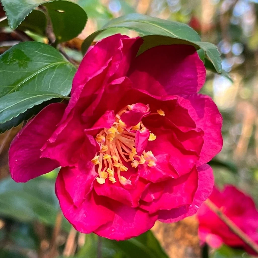 Pixies Gardens Camellia Alabama Beauty 3 Gallon