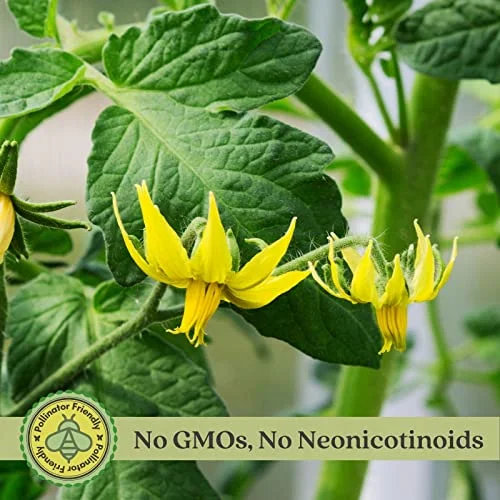 Clovers Garden Brandywine Pink Tomato Plant- Two (2) Live Plants – Not Seeds – in 3.5 Inch Pots