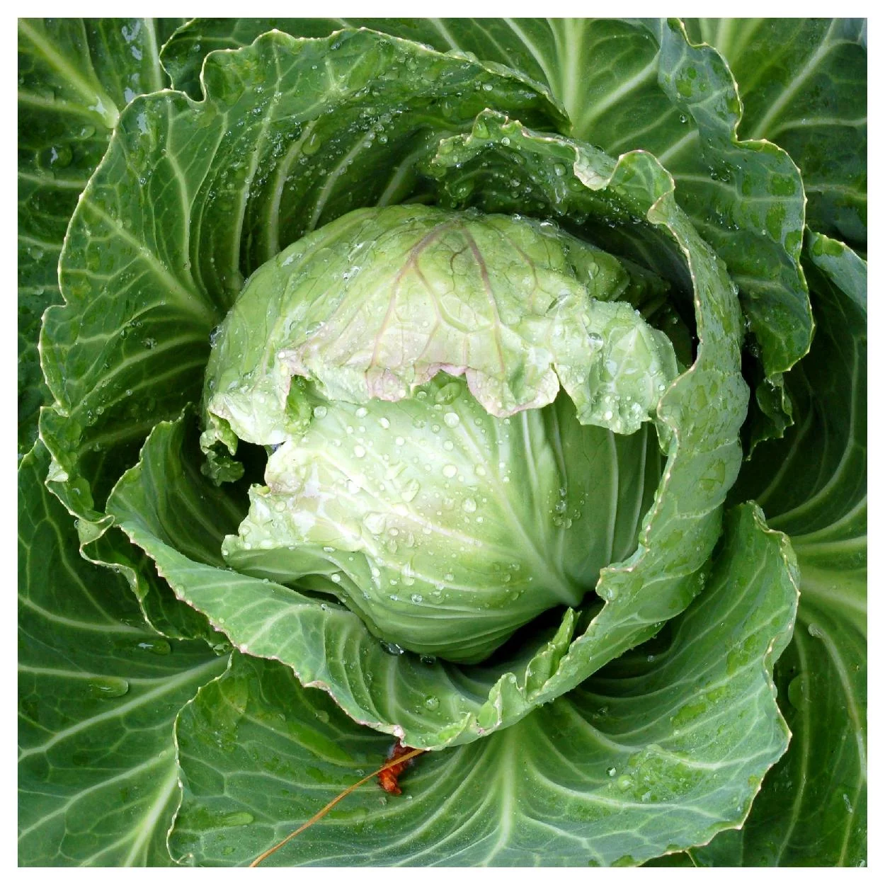 Everwilde Farms - 1 oz Early Jersey Wakefield Cabbage Seeds - Gold Vault Bulk Seed Packet