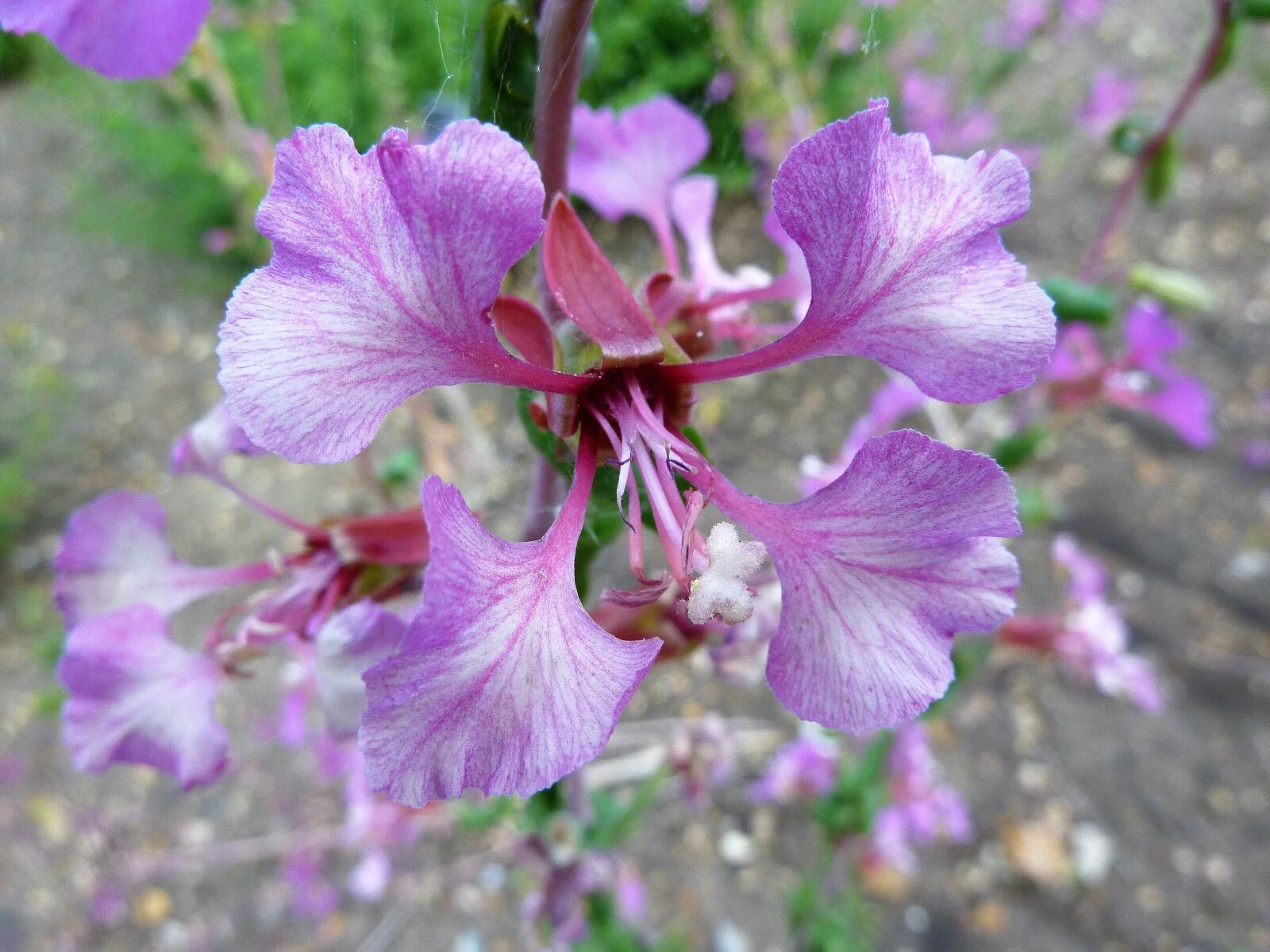 500 Mixed ELEGANT CLARKIA Mountain Garland Elegans Pink Purple Red Flower Seeds