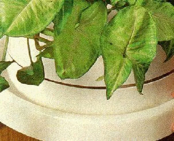 Two Plant Caddy, Use Indoor or Outdoor, Four Wheels, Extra Large Lip, White, Sturdy Plastic, Italian