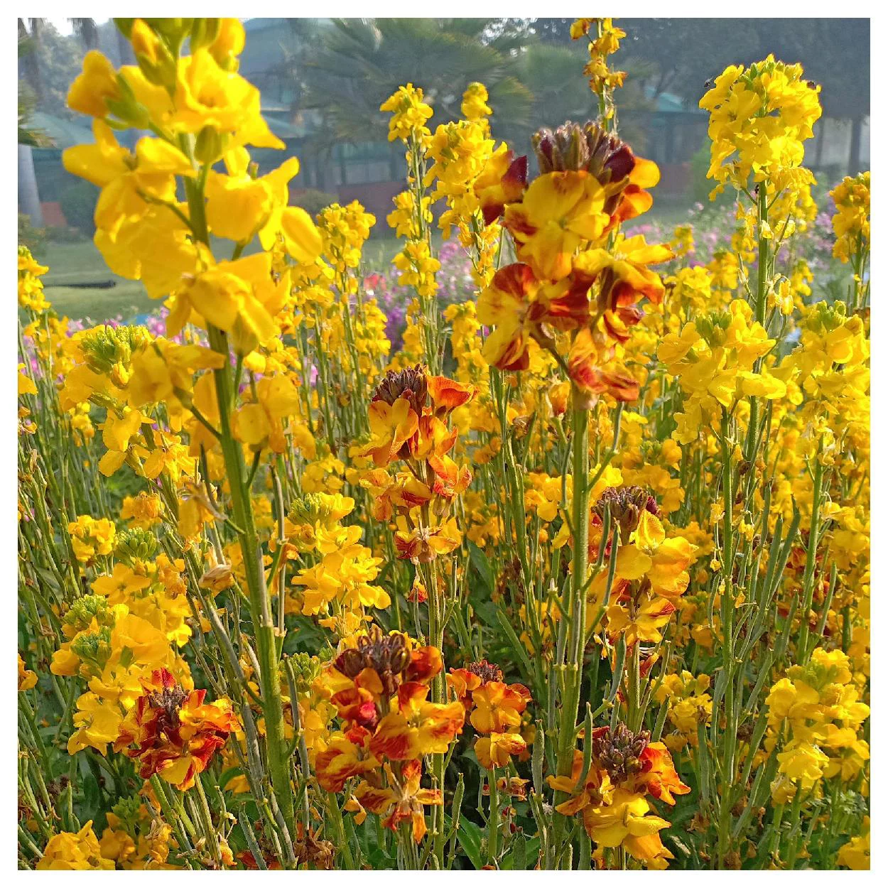 Everwilde Farms - 1000 English Wallflower Garden Flower Seeds - Gold Vault Jumbo Bulk Seed Packet
