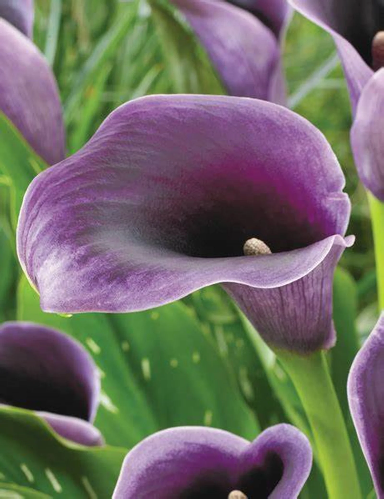 Calla Lily Bulbs, Perennials, Flower Bulbs，Calla Lily Plants,Calla Lily  For Sale