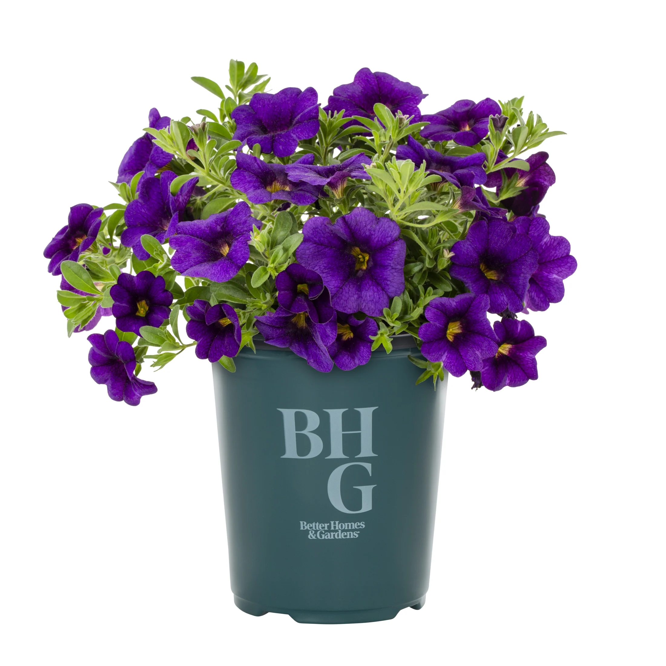 Better Homes & Gardens QT Purple Calibrachoa Live Plant Grower Pot Sun