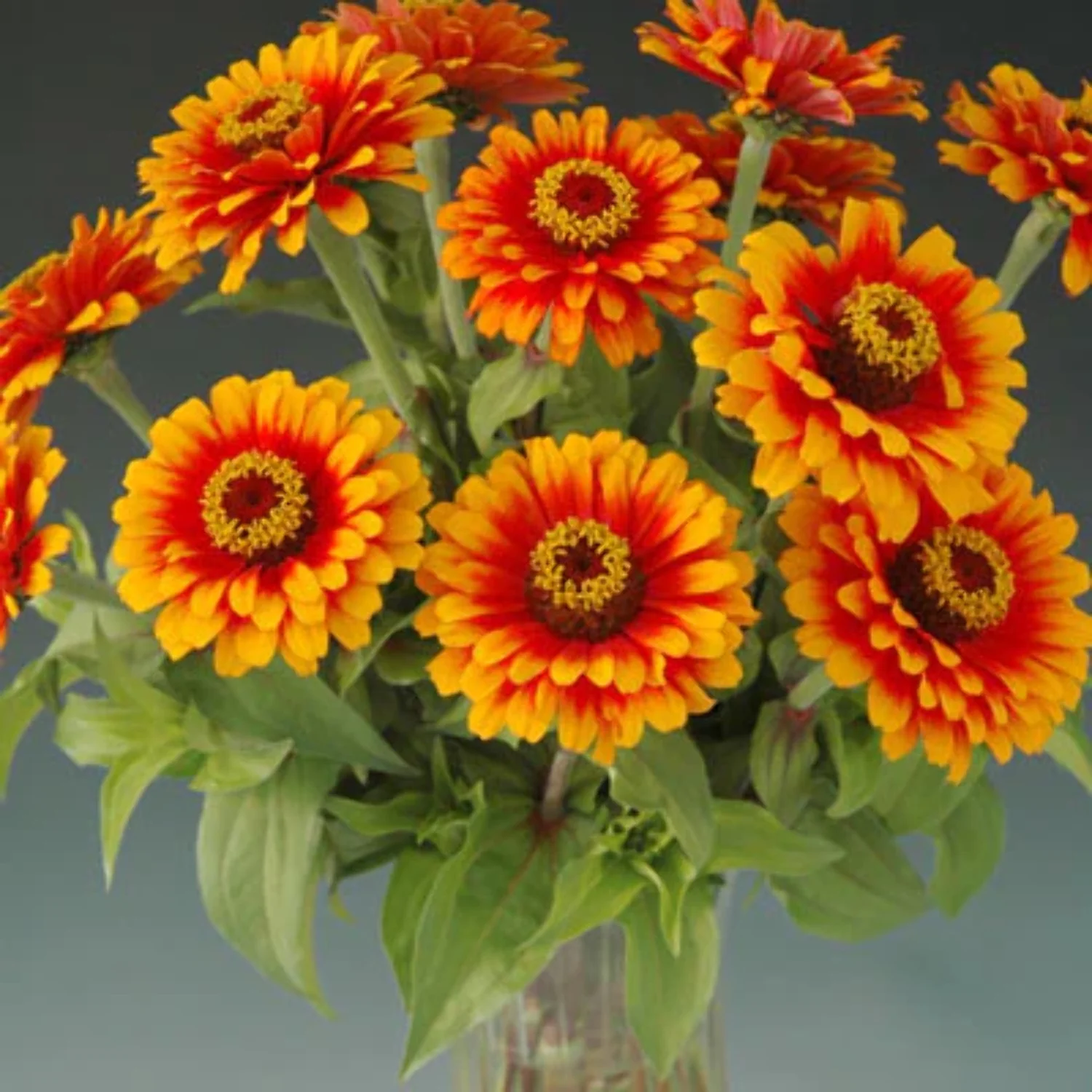 Zinnia Zowie Yellow Flame F1 Seed