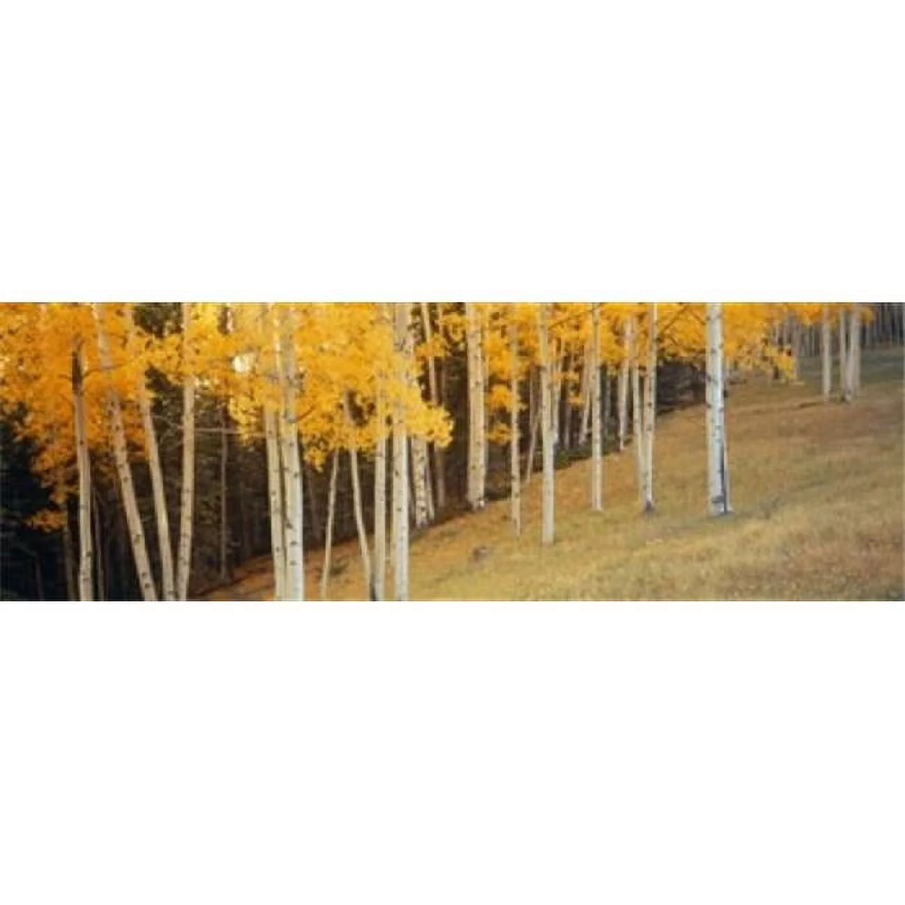 Panoramic Images  Aspen trees in a field Ouray County Colorado USA Poster Print by Panoramic Images - 36 x 12