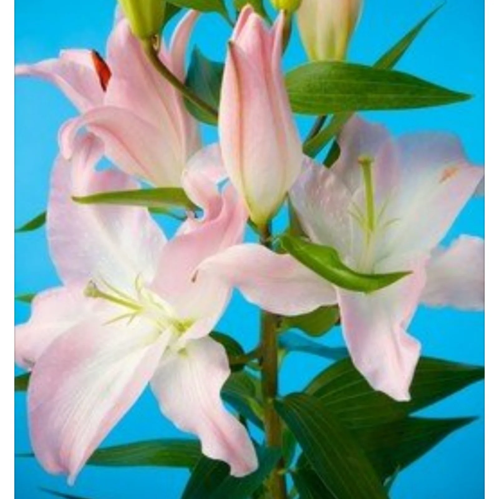 Lily Bulbs,Lily Bulbs For Planting Outdoors,Lily Bulbs Perennial,Beautify Environment,Stargazer Lily Bulbs,Surprise Lily Bulbs,Tiger Lily Bulbs For Sale.