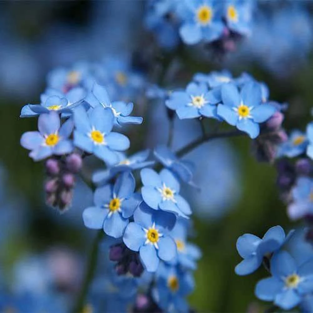 Todd's Seeds Chinese Forget-Me-Not Cynoglossum Amabile Seed - 2g Seed Packet - 500+ Seeds