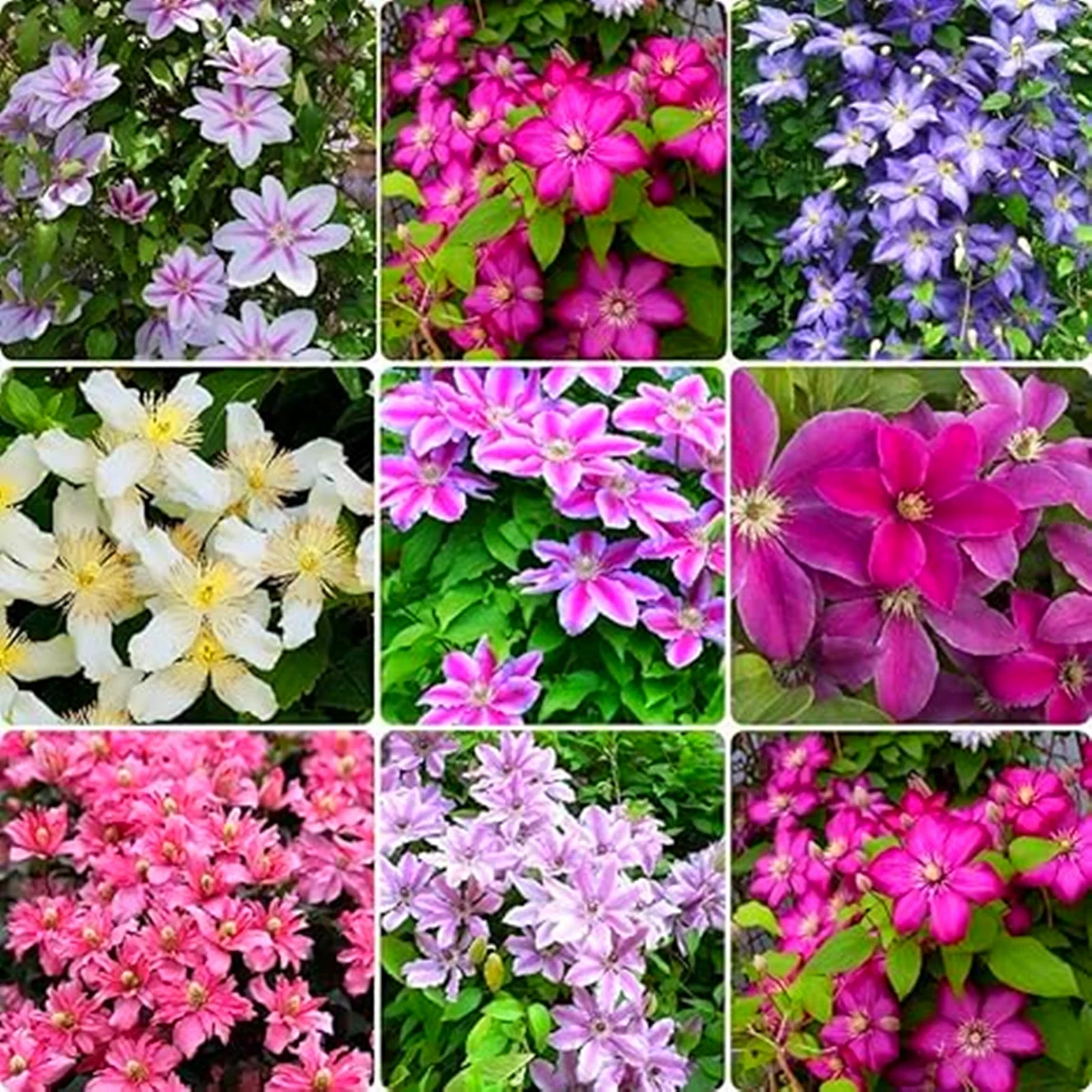 Clematis Bulbs, Gardening, Climbing Plants, Garden Flowers, Four-Season Plants, Bright Colors, Drought-Tolerant，Clematis Plants，Clematis Root，Clematis Bulbs For Sale
