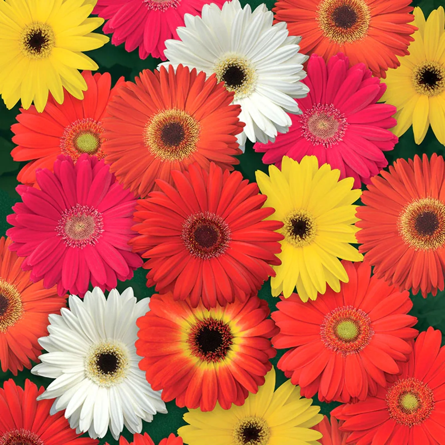 Gerbera Colorbloom Mix Seed