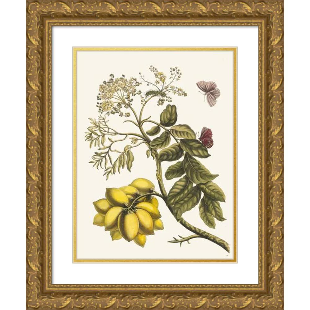 Maria Sibylla Merian 14x18 Gold Ornate Wood Frame and Double Matted Museum Art Print Titled - America Plum (1705)