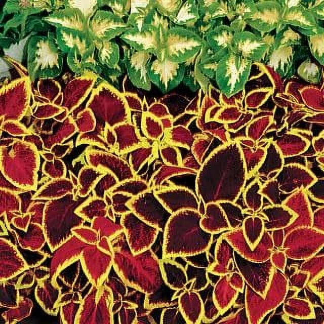 Park Seed Grow Your Own Coleus Seed Plant, Wizard Rose Pack of 500