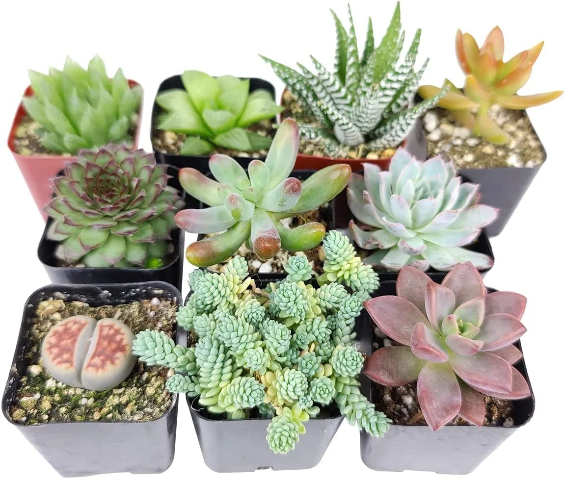 Pet-Friendly Succulent Pack | Set of 2/4/6/8/10/24/36/48 Best Succulent Plants | Pet Safe Non Toxic Succulent Collection (6)