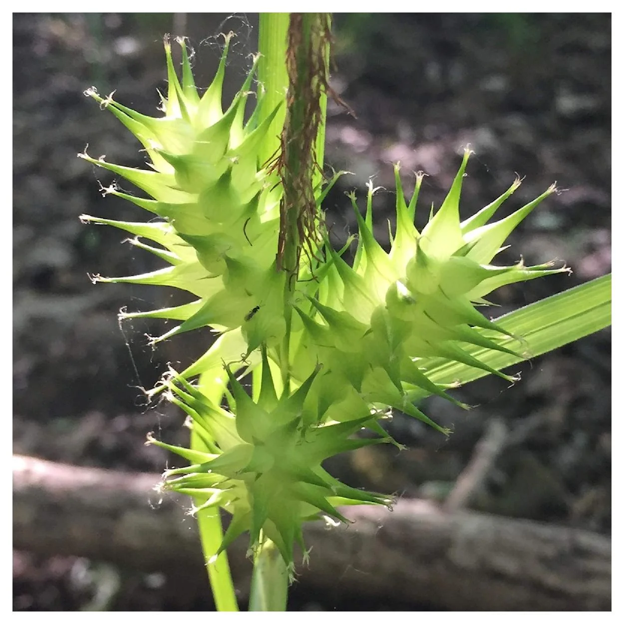 Everwilde Farms - 80 Common Hop Sedge Native Grass Seeds - Gold Vault Jumbo Bulk Seed Packet