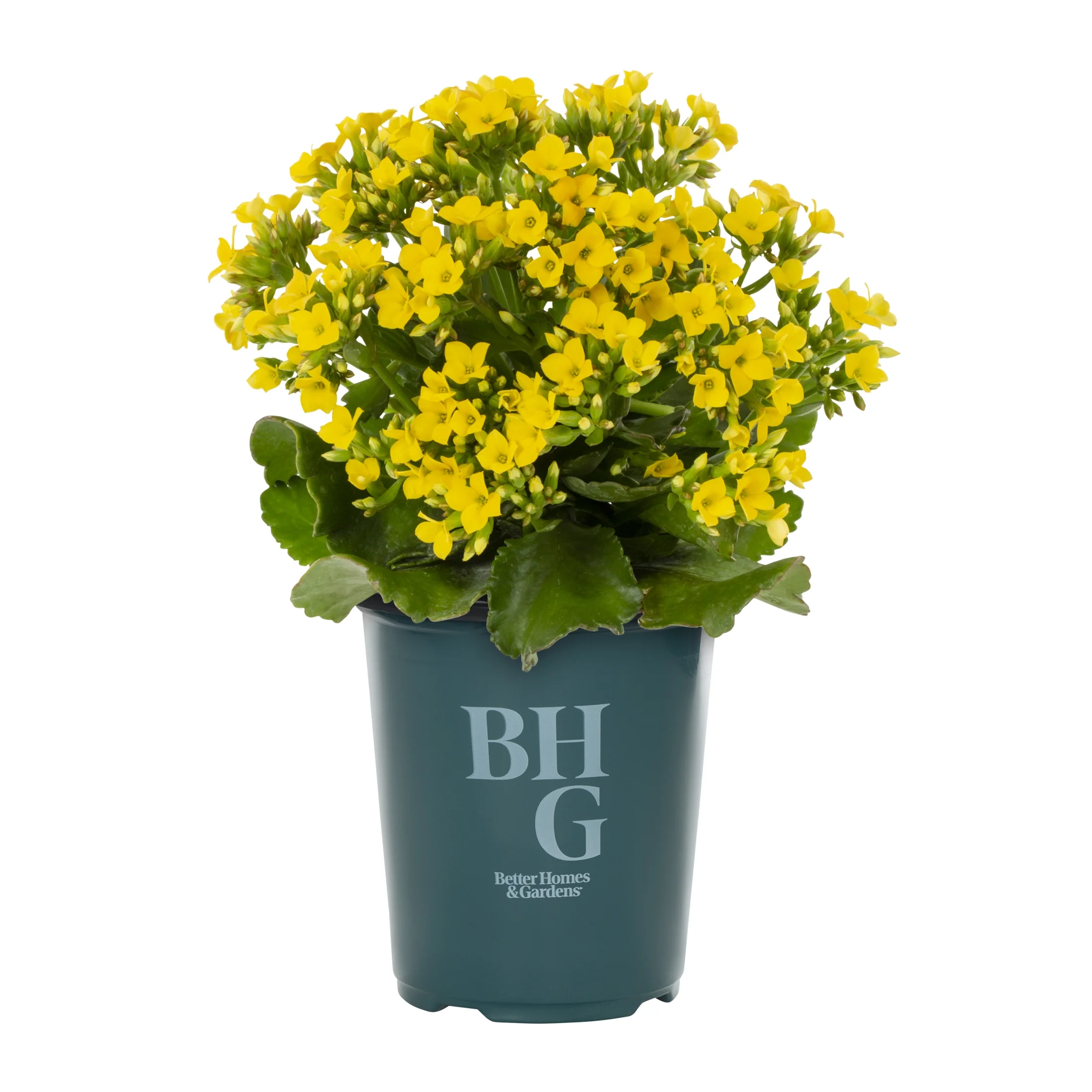 Better Homes & Gardens QT Yellow Kalanchoe Live Plant Grower Pot Sun