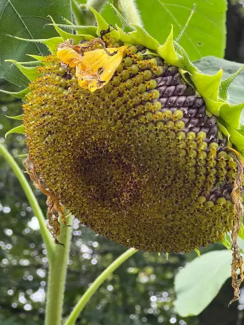20 Giant Hybrid American- sunflower Seeds #12