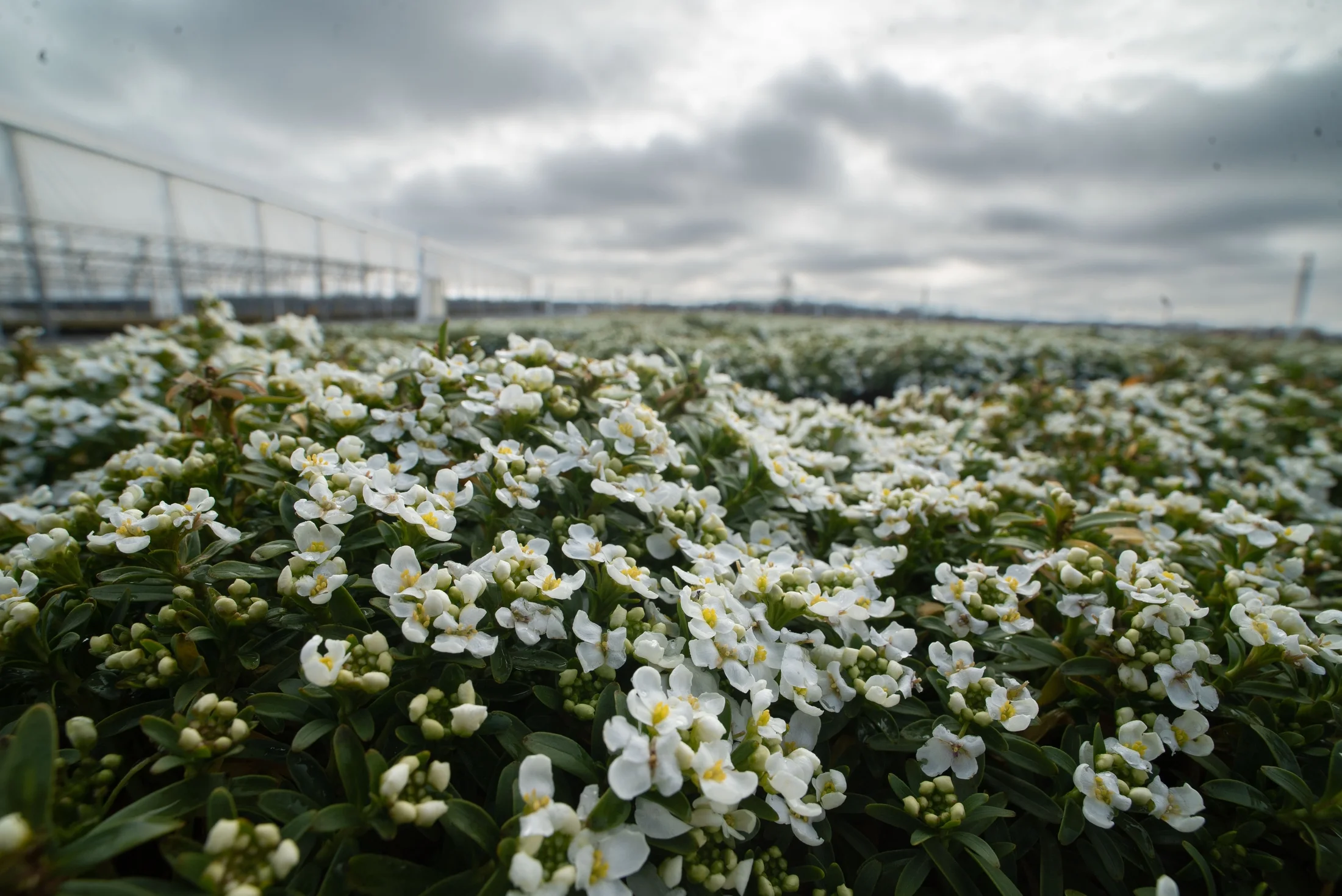 Expert Gardener QT White Iberis Live Plants with Grower Pot