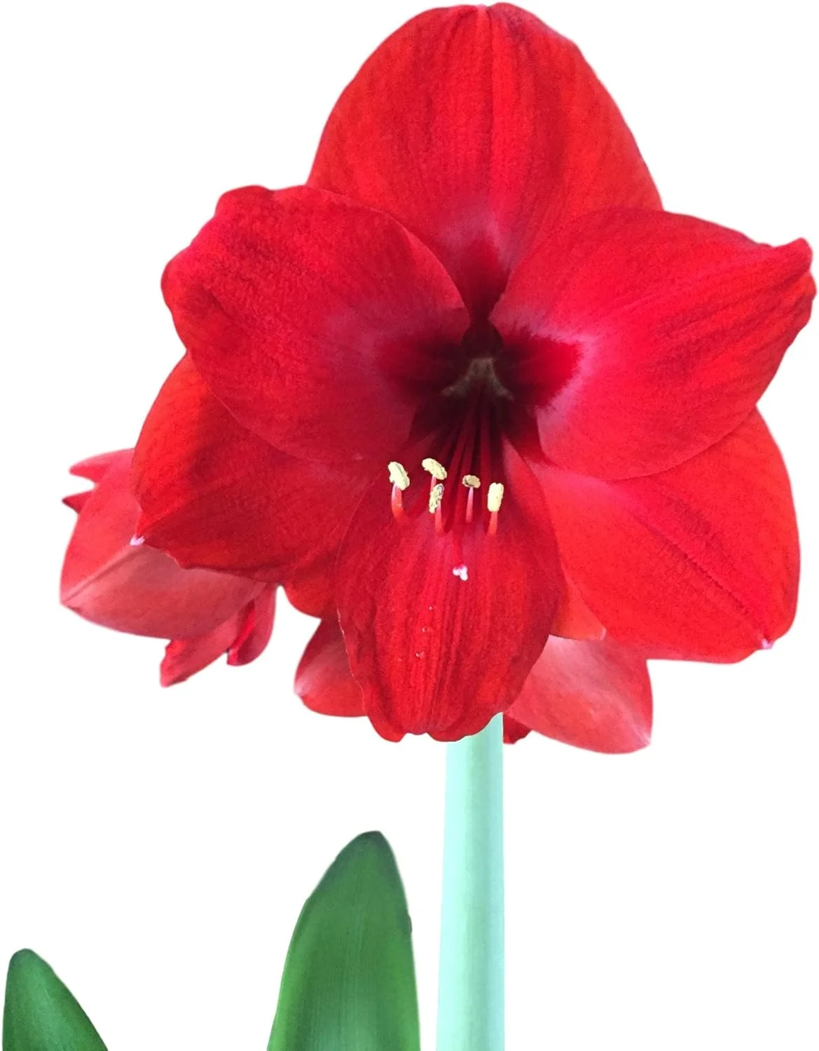 Red Lion Amaryllis Kit - Great Gift - Large Bulb, Pot and Potting Medium