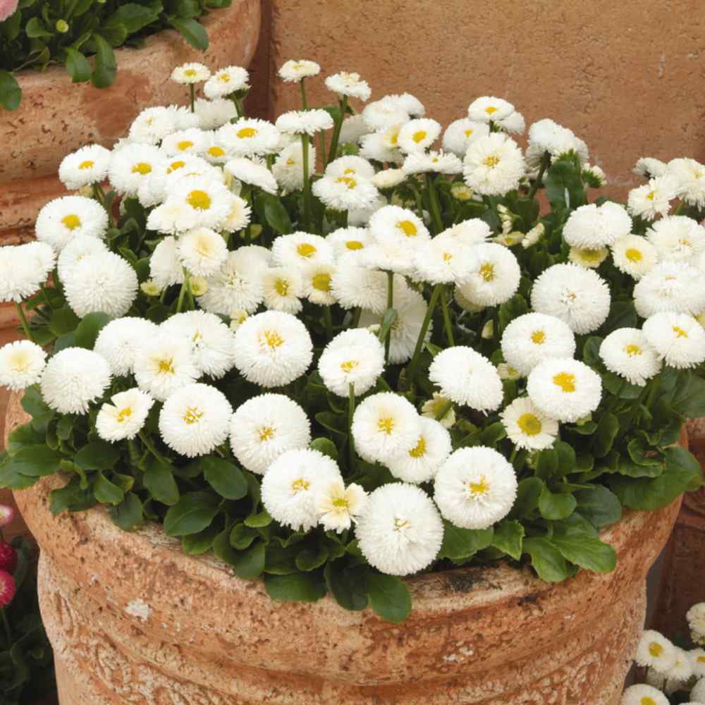 Outsidepride English Daisy Bellis Perennis White Flower Seed - 10000 Seeds