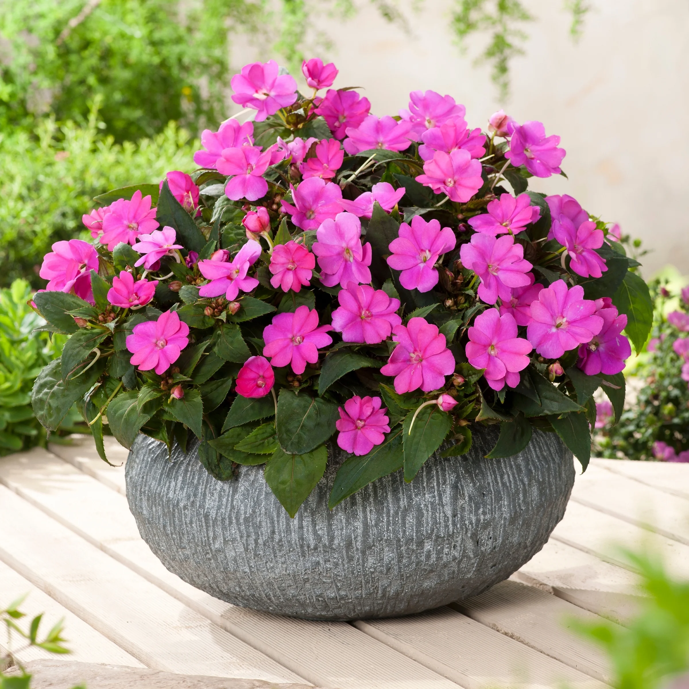 2.5 in. Impatiens Compact Lilac SunPatiens (3-Pack)