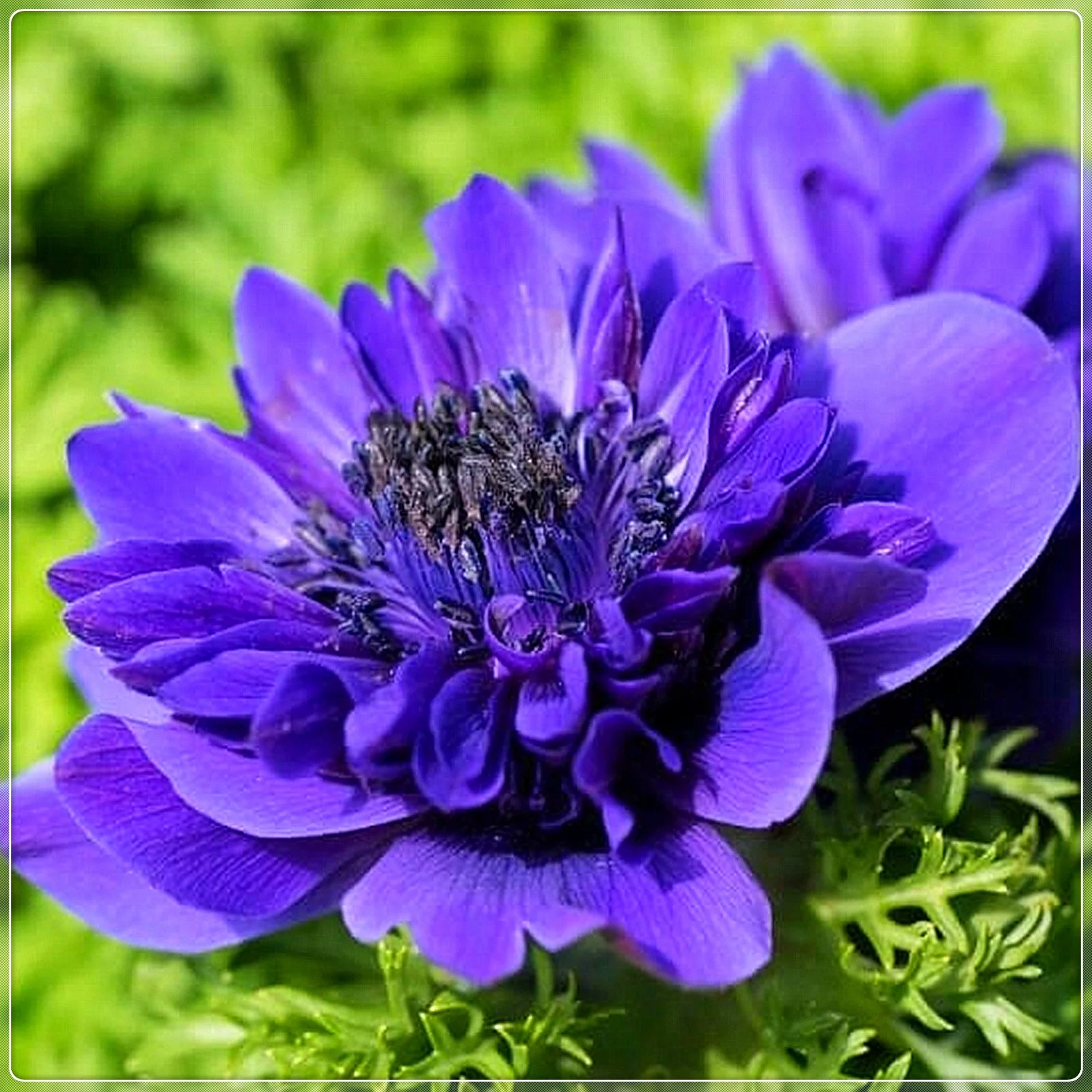 Anemone Bulbs, Flowers For All Seasons,  Perennials,Many Flowers,Garden Bulbs, Interior DecorationAnemone Bulbs For Sale