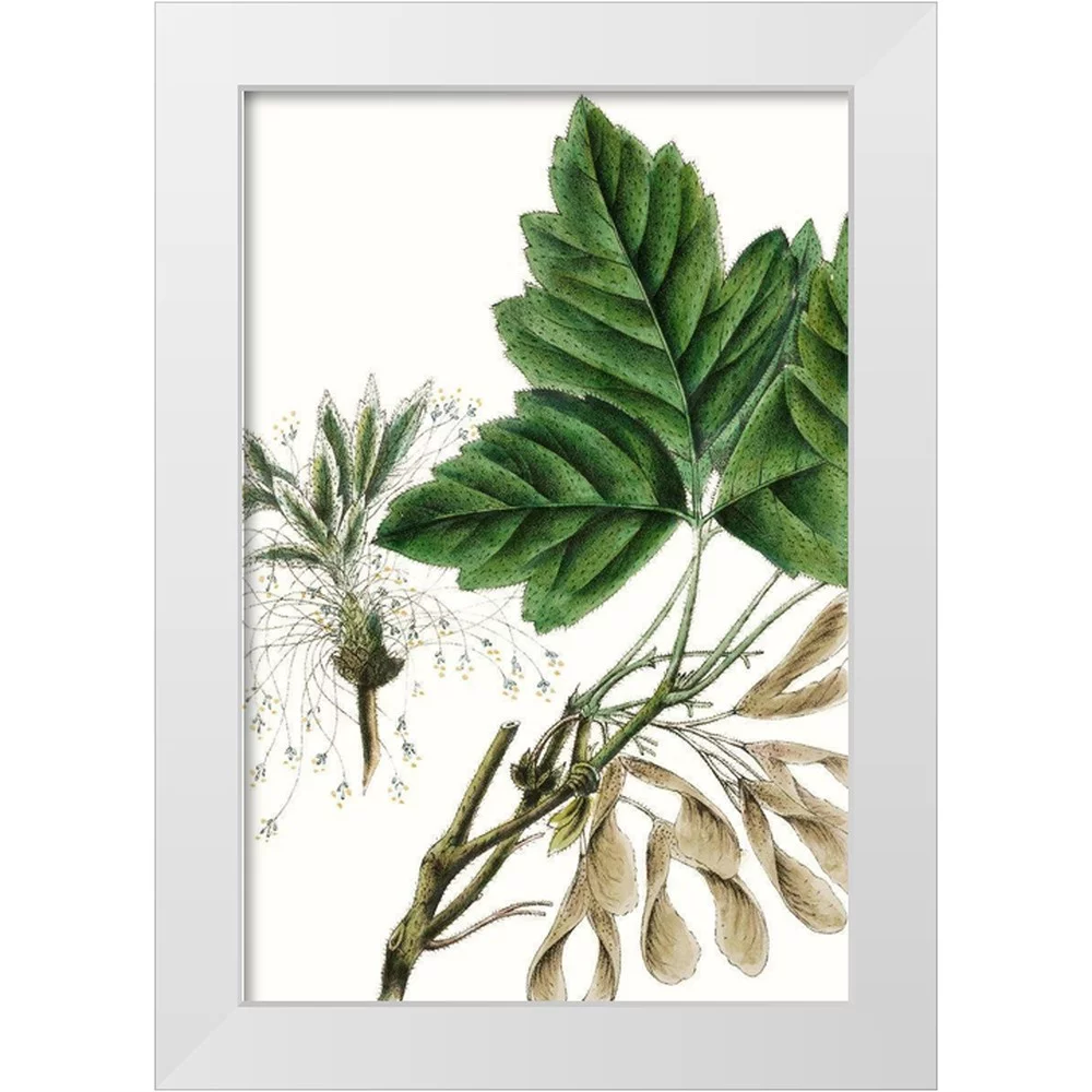 Nuttall, Thomas 13x18 White Modern Wood Framed Museum Art Print Titled - California Box Elder