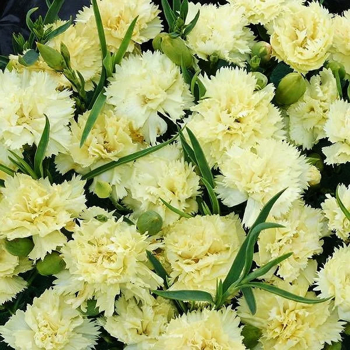 Carnation Seeds - Marie Chabaud - 1 Ounce - Yellow Flower Seeds,  Heirloom Seed  Attracts Bees, Attracts Butterflies, Attracts Pollinators, Edible, Fragrant, Container Garden