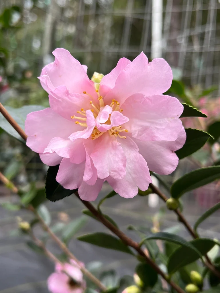 Pixies Gardens Camellia Pink Snow 3 Gallon