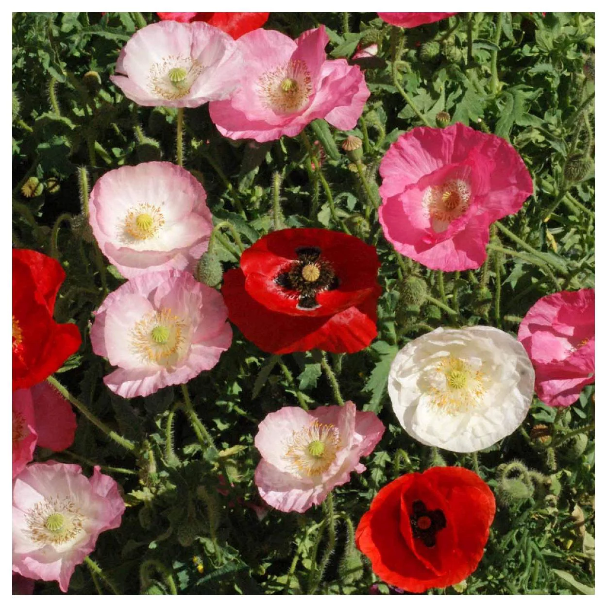 Everwilde Farms - 2000 Mixed Single Poppy Garden Flower Seeds - Gold Vault Jumbo Bulk Seed Packet