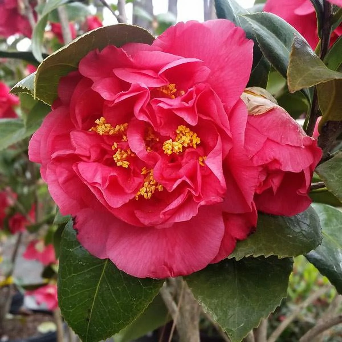 Brighter Blooms - Kramers Camellia Shrub, 1 gal. - No Shipping To AZ,OR,TX