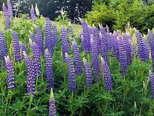 Lupinus perennis | Wild Lupine | Sundial Lupine | 50_Seeds