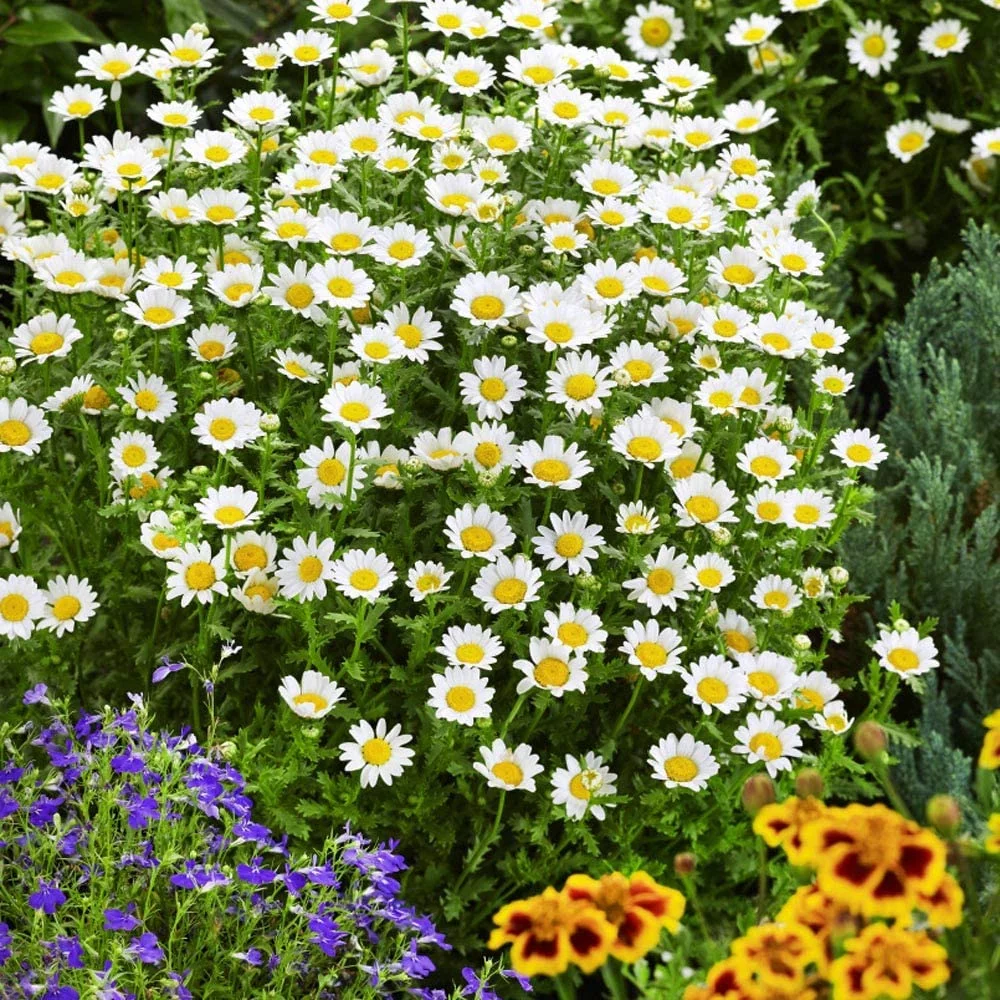 Outsidepride Chrysanthemum Creeping Daisy - 10000 Seeds