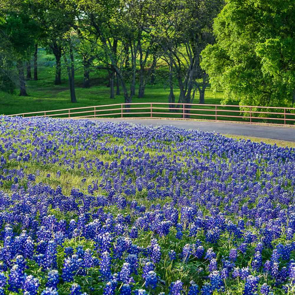 Texas Bluebonnet Seeds - Texas Bluebonnet Wildflower Seed - 5 LBS