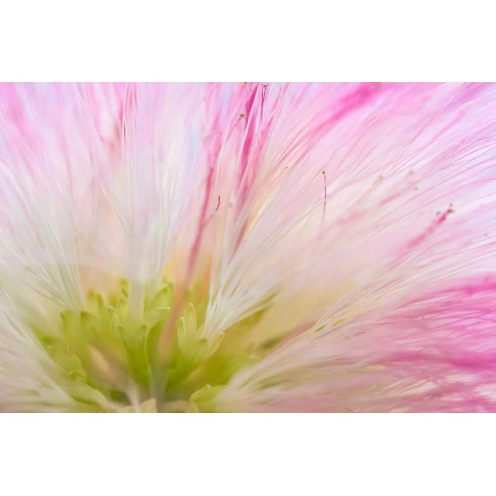 Mahan, Kathy 14x11 Black Modern Framed Museum Art Print Titled - Mimosa Tree Blossom IV